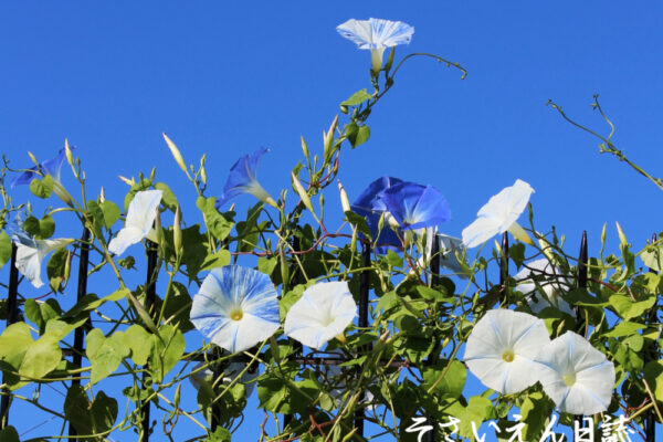 ベランダのあさがお