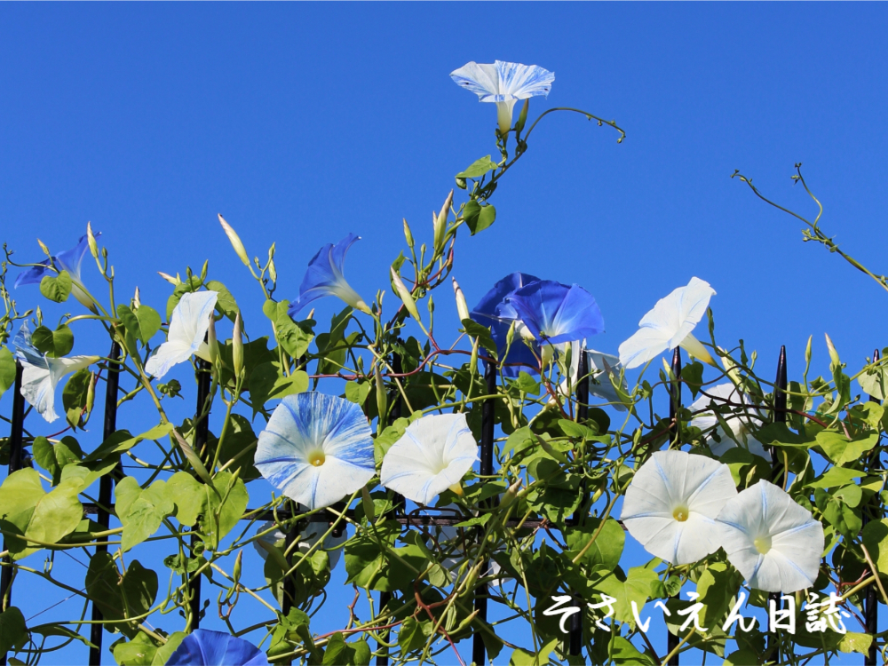 ベランダのあさがお