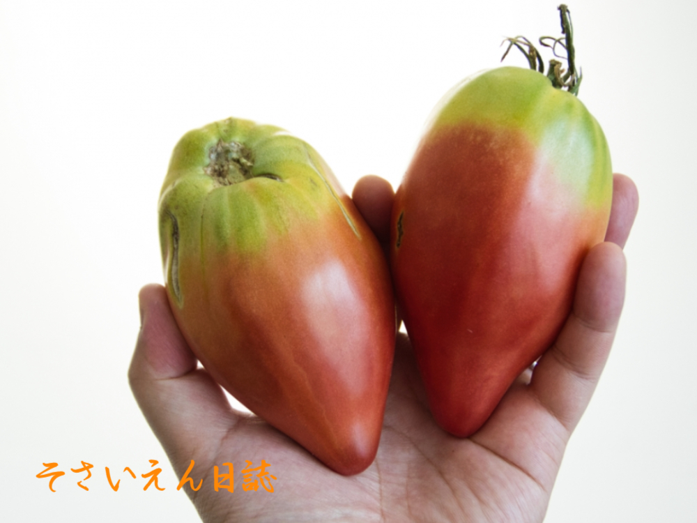 トマト物語 原種