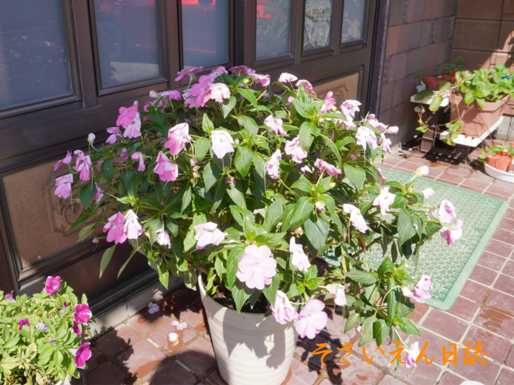 萎れたサンパチェンス