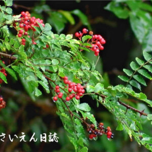 雨に打たれた秋の山椒