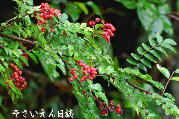 雨に打たれた秋の山椒