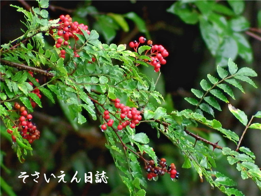 雨に打たれた秋の山椒