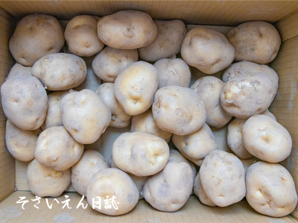 新じゃが流通 段ボール入り