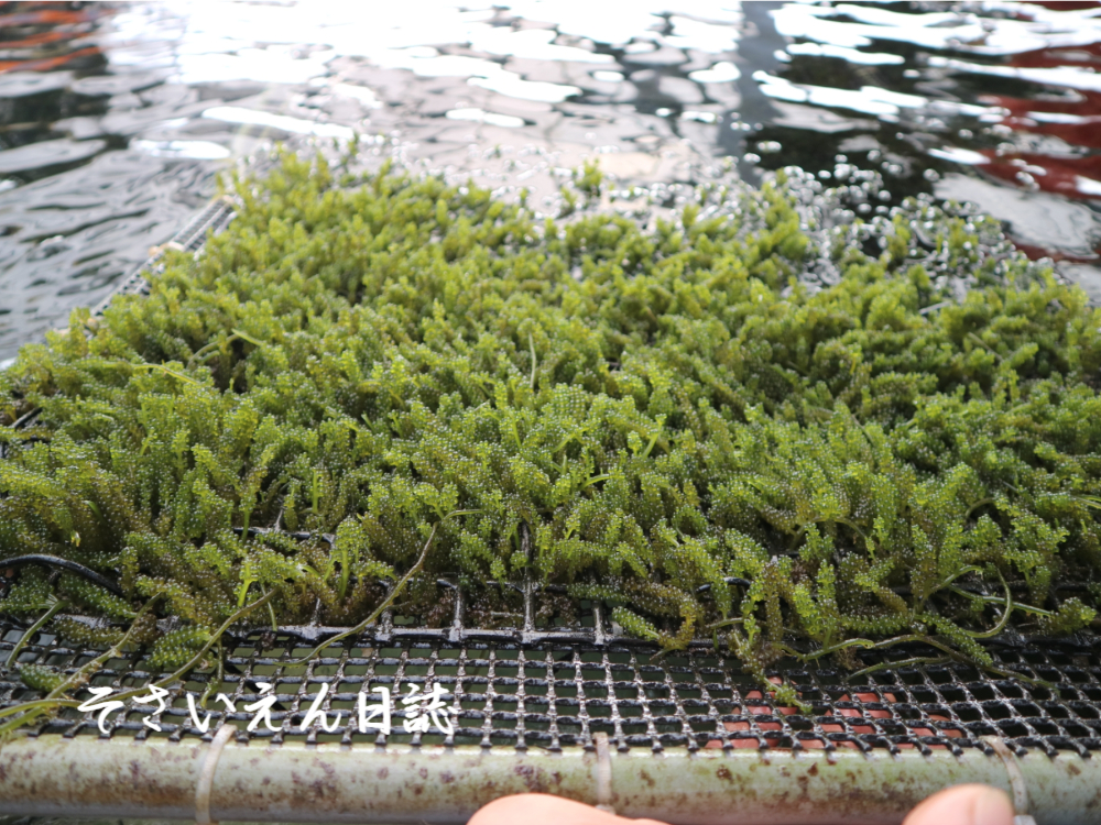 海ぶどう 水面で育つ