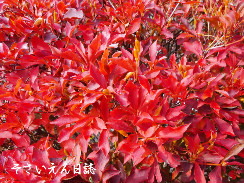 ドウダンツツジの紅葉