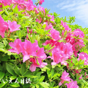 若葉の光 満開のつつじ