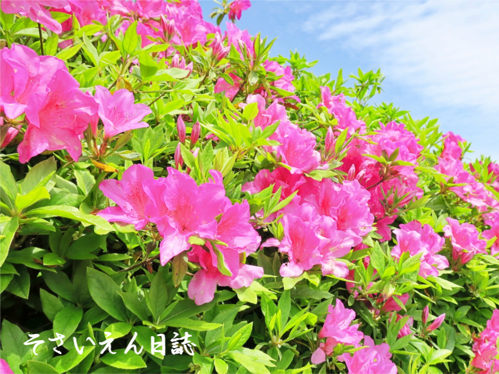 若葉の光 静かな庭