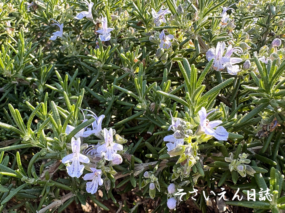 春ハーブ ローズマリー