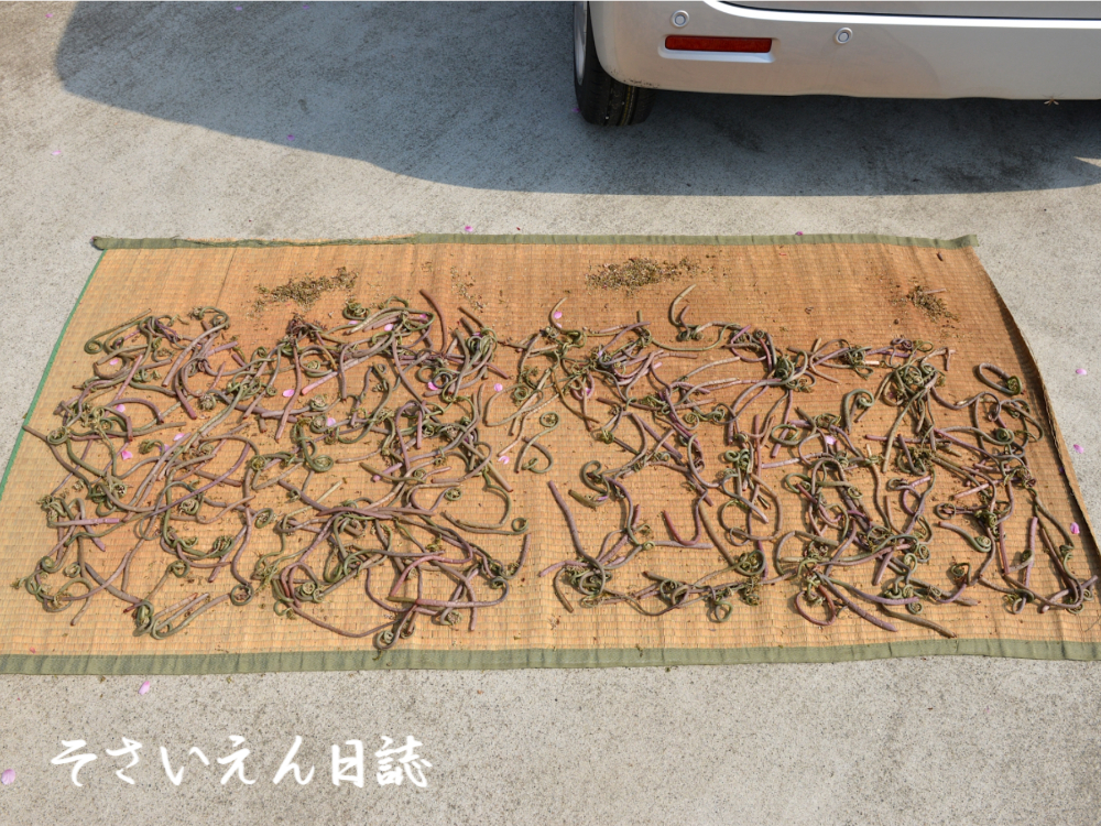 ぜんまいの天日干し