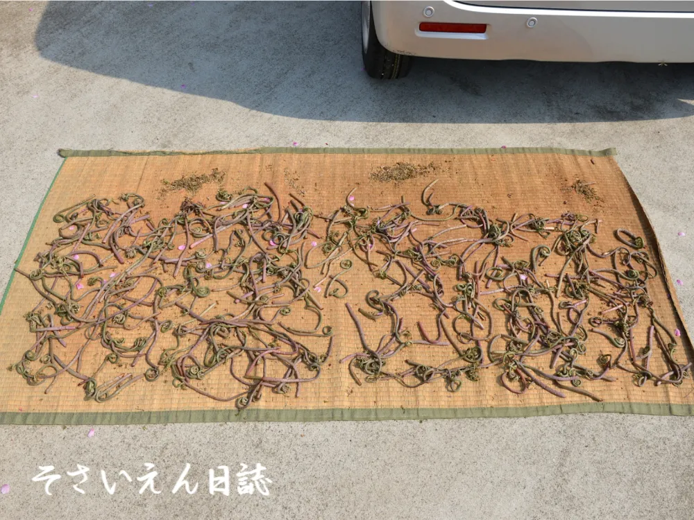 ぜんまいの天日干し