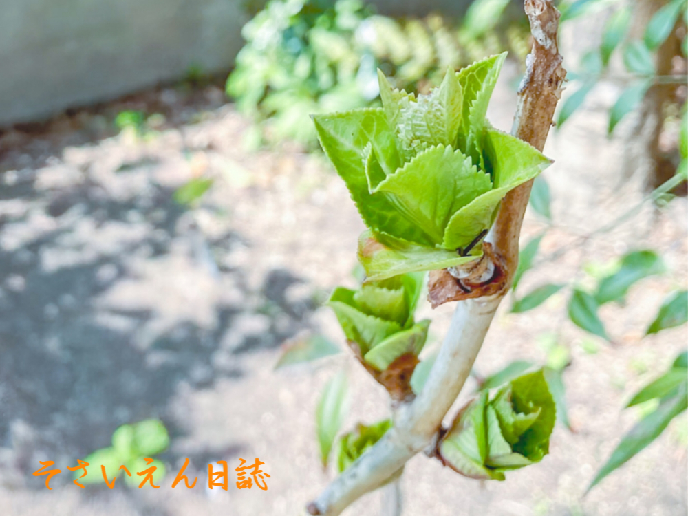 穀雨の庭、若葉