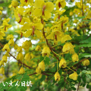 穀雨の庭、ジャケツイバラ