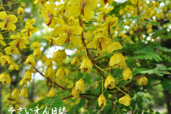 穀雨の庭、ジャケツイバラ