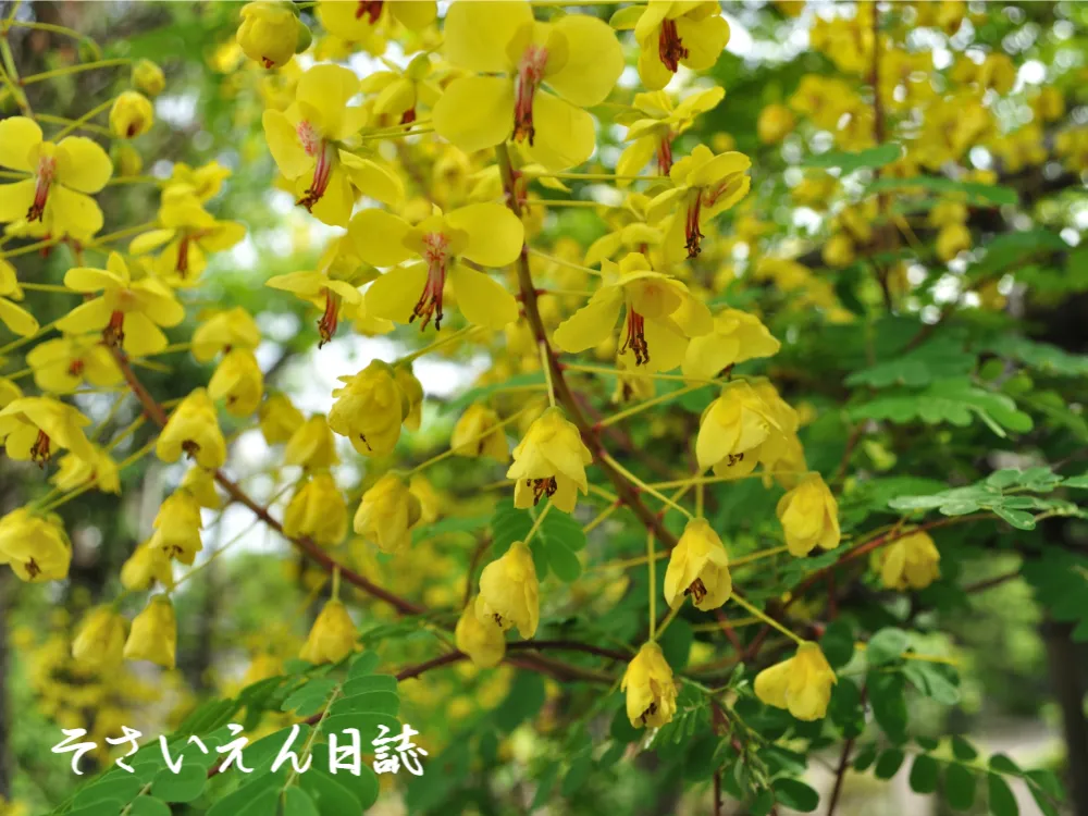 穀雨の庭 新芽の記憶