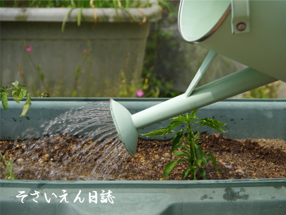 水やり調整 初夏