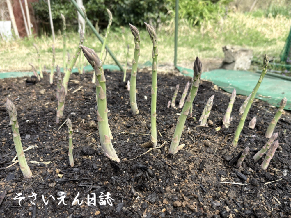 春アスパラ、たくさんの新芽