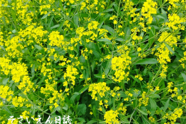 菜の花の由来、菜の花畑
