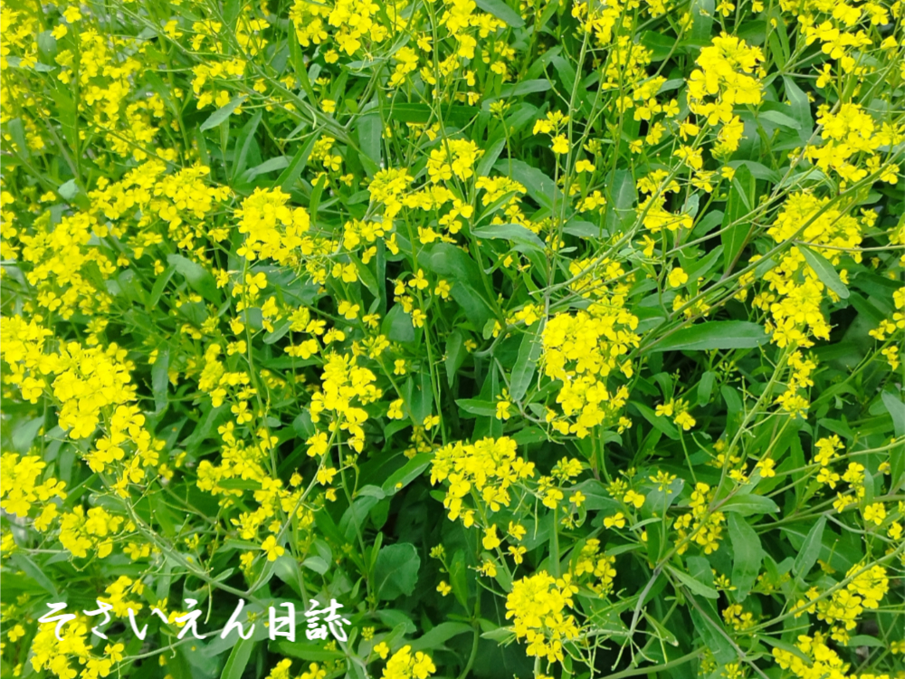 菜の花の由来、菜の花畑
