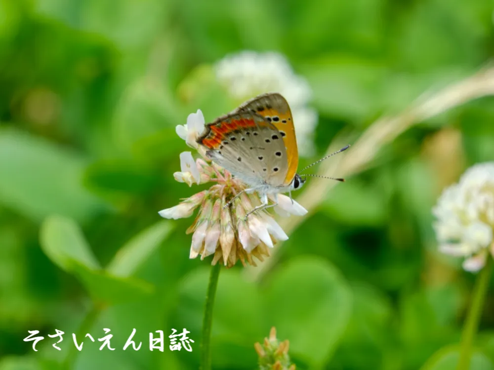 シロツメクサに止まるベニシジミ