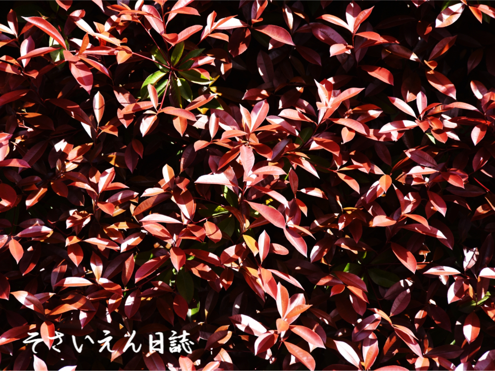 葉っぱ観察 若葉