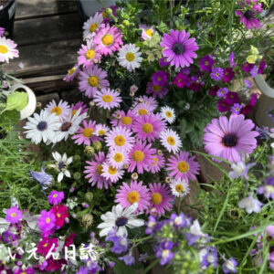 園芸書の読み方 春花壇