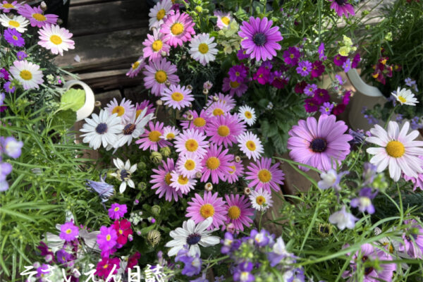 園芸書の読み方 春花壇