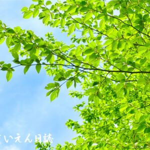 葉っぱ観察 新緑