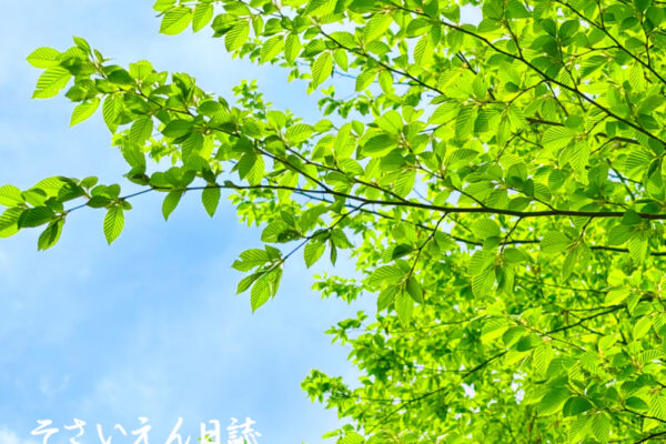 葉っぱ観察 新緑