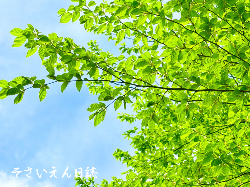 葉っぱ観察 新緑