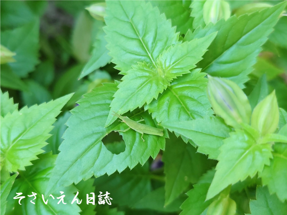 葉っぱ観察 トレニア