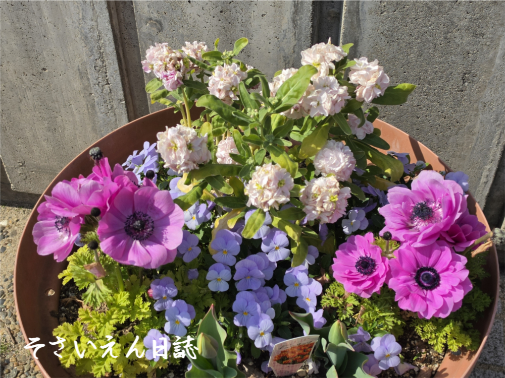 アネモネの花壇