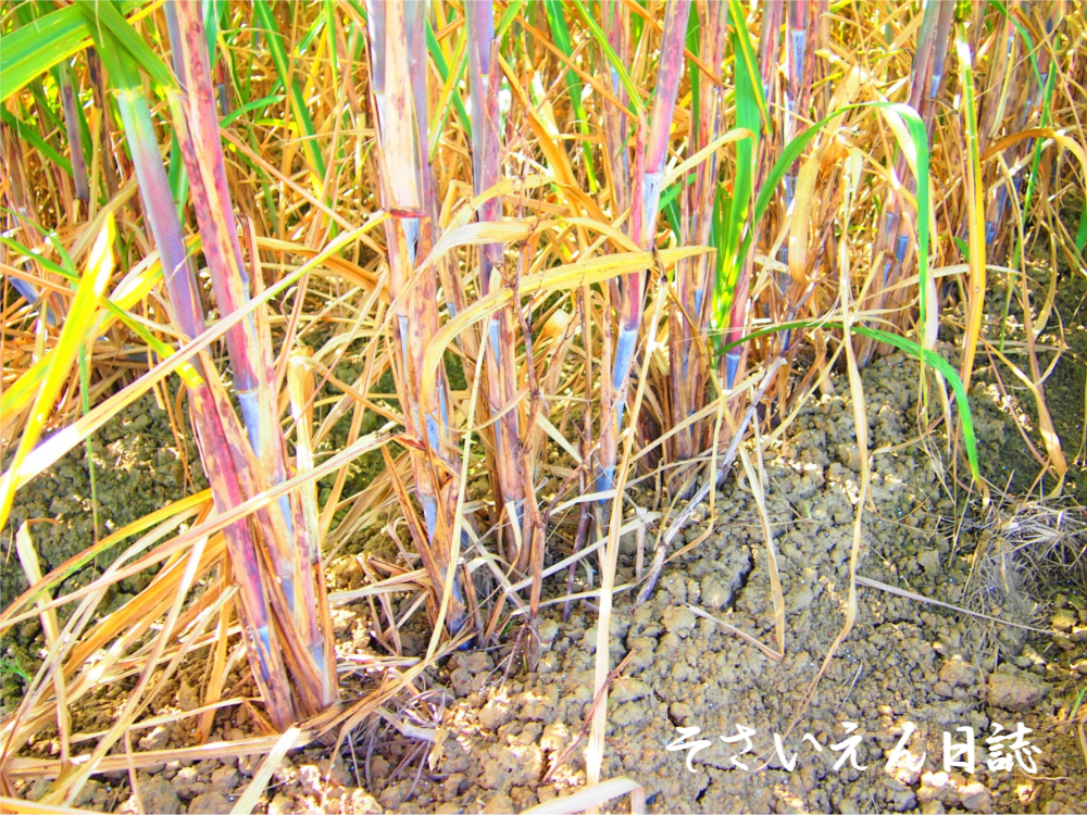 水資源と農業 サトウキビ