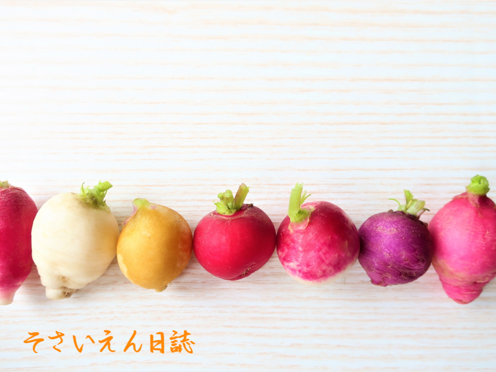 並べたラディッシュ