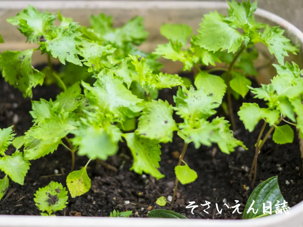 葉物やさしケア-シソの虫食い