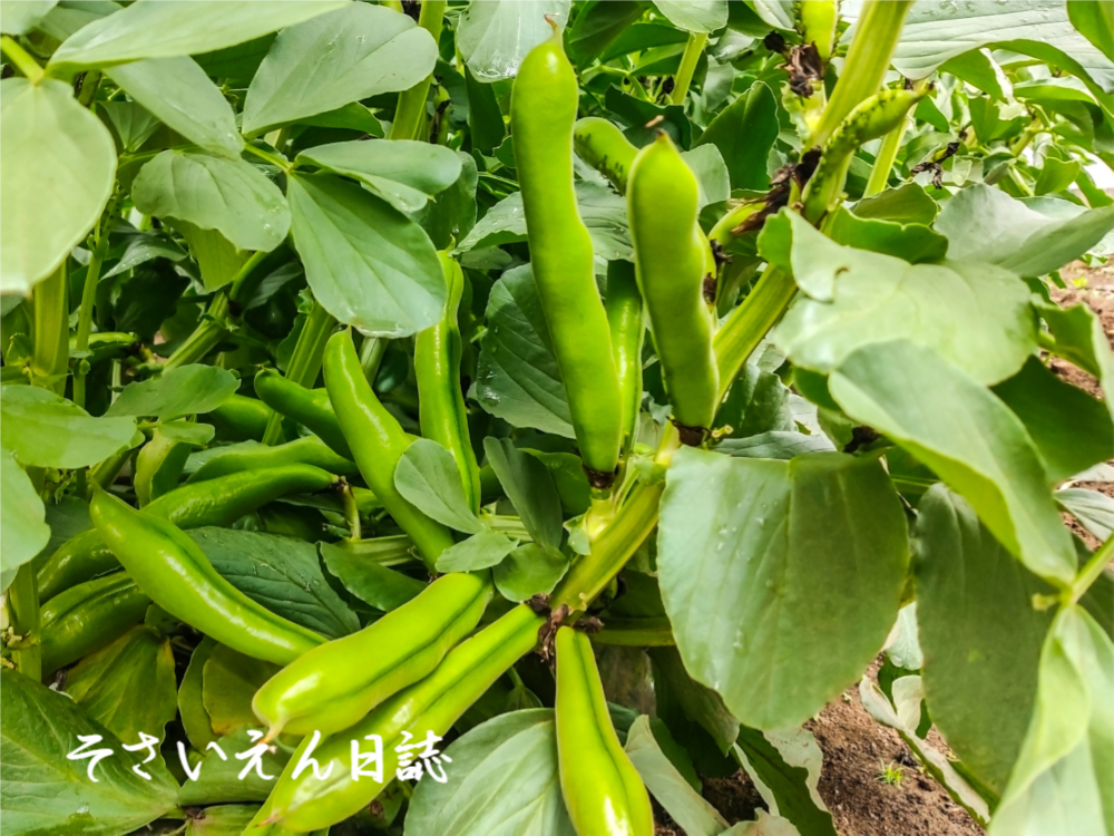 そら豆の季節、収穫