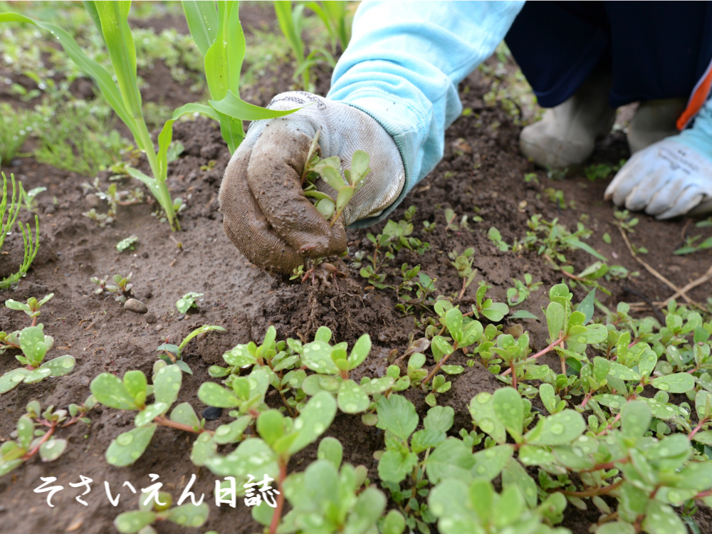 雨上がりの雑草取り