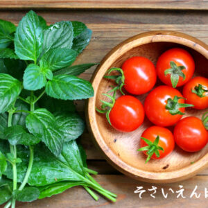 ベランダで収穫しました