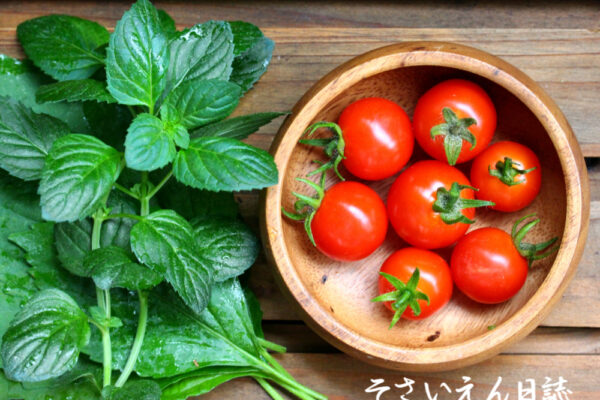 ベランダで収穫しました