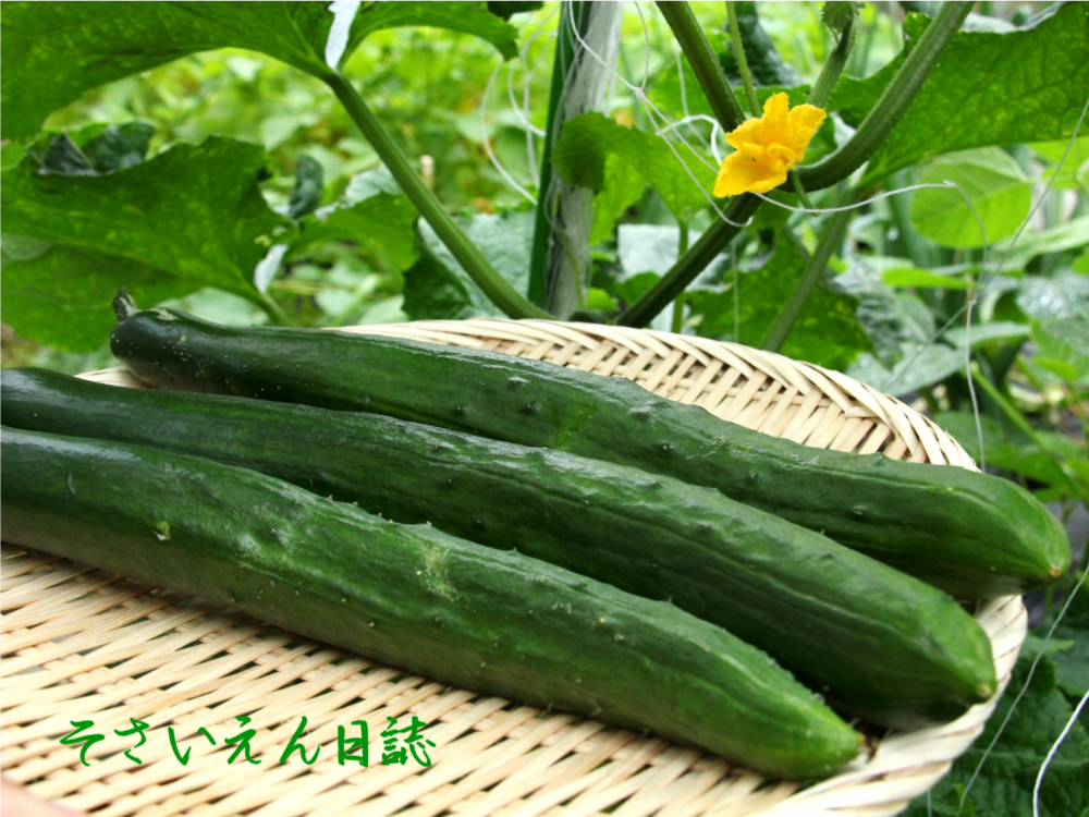 きゅうり流通 食卓への道