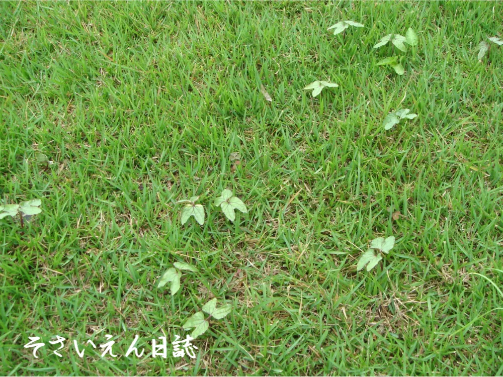 朝顔のこぼれ種