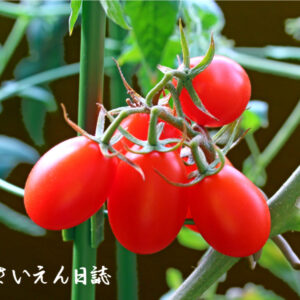 芽の育て方 ミニトマト