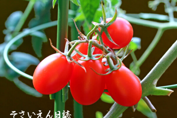 芽の育て方 ミニトマト