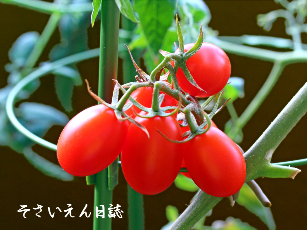 芽の育て方 ミニトマト