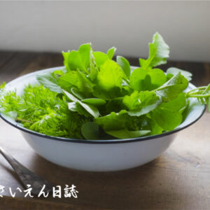 間引き大根とニンジンの芽