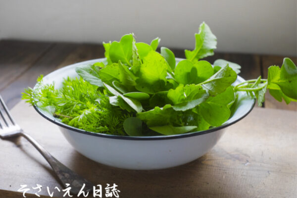 間引き大根とニンジンの芽