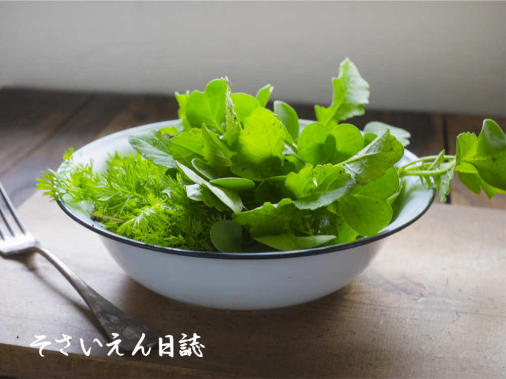 間引き大根とニンジンの芽