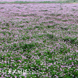 土と肥料 れんげ畑