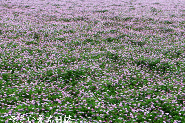 土と肥料 れんげ畑