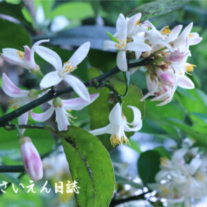 初夏に咲くレモンの花